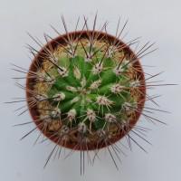 Интернет магазин кактусов и суккулентов кактуспозитив - Acanthocalycium klimpelianum