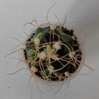 Интернет магазин кактусов и суккулентов кактуспозитив - Turbinicarpus pseudomacrochele SB 1049  