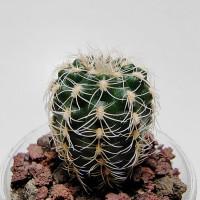 Интернет магазин кактусов и суккулентов кактуспозитив - Gymnocalycium gertii VG 707