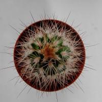 Интернет магазин кактусов и суккулентов кактуспозитив - Echinocereus fobeanus HK 303