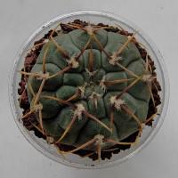 Интернет магазин кактусов и суккулентов кактуспозитив - Gymnocalycium vatteri