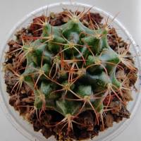 Интернет магазин кактусов и суккулентов кактуспозитив - Gymnocalycium mihanovichii WK 1113 