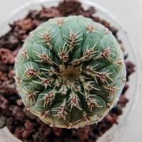 Интернет магазин кактусов и суккулентов кактуспозитив - Gymnocalycium spegazzinii v. punillense VG 370