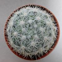 Интернет магазин кактусов и суккулентов кактуспозитив - Mammillaria candida var. rosea (Mammilloydia candida f. rosea)