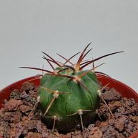 Интернет магазин кактусов и суккулентов кактуспозитив - Gymnocalycium spegazzinii v. Horizonthalonium  VS 107