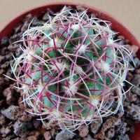 Интернет магазин кактусов и суккулентов кактуспозитив - Thelocactus bicolor PAN 194