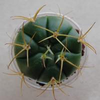 Интернет магазин кактусов и суккулентов кактуспозитив - Gymnocalycium eurypleurum P 434