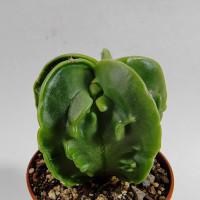 Интернет магазин кактусов и суккулентов кактуспозитив - Astrophytum hybrid  (Myriostigma 'Fukuryu Nudum)