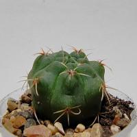 Интернет магазин кактусов и суккулентов кактуспозитив - Gymnocalycium baldianum VG 563