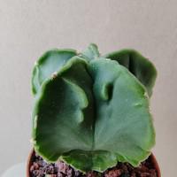 Интернет магазин кактусов и суккулентов кактуспозитив -  Astrophytum myriostigma 'Fukuryu Rokkotsu' 