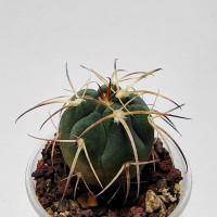 Интернет магазин кактусов и суккулентов кактуспозитив - Gymnocalycium spegazzinii v. Horizonthalonium  .