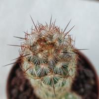 Интернет магазин кактусов и суккулентов кактуспозитив - Mammillaria Elongata Red