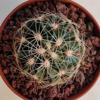 Интернет магазин кактусов и суккулентов кактуспозитив - Hamatocactus setispinus LX 666