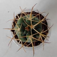 Интернет магазин кактусов и суккулентов кактуспозитив - Gymnocalycium spegazzinii v. Horizonthalonium  .