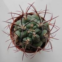 Интернет магазин кактусов и суккулентов кактуспозитив - Gymnocalycium saglionis VG 163 