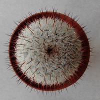 Интернет магазин кактусов и суккулентов кактуспозитив - Mammillaria elegans v.Teyuca Rep 956 