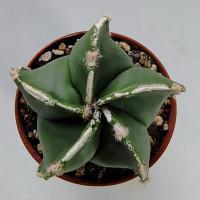 Интернет магазин кактусов и суккулентов кактуспозитив - Astrophytum hybrid ('Fukuryu Rokkotsu' white rib)