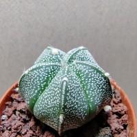 Интернет магазин кактусов и суккулентов кактуспозитив - Astrophytum  сv 5ribs                      