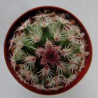 Интернет магазин кактусов и суккулентов кактуспозитив - Echinocereus bristolii L 607