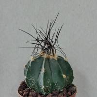 Интернет магазин кактусов и суккулентов кактуспозитив - Astrophytum capricorne v. minor SB1171 