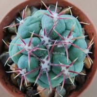 Интернет магазин кактусов и суккулентов кактуспозитив - Thelocactus hexaedrophorus v. lloydii SB 113  