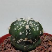 Интернет магазин кактусов и суккулентов кактуспозитив - Astrophytum niveum v. Albispinum 