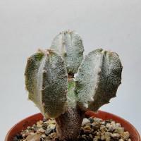 Интернет магазин кактусов и суккулентов кактуспозитив -  Astrophytum myriostigma v. columnare