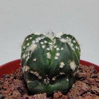 Интернет магазин кактусов и суккулентов кактуспозитив - Astrophytum niveum v. Albispinum 