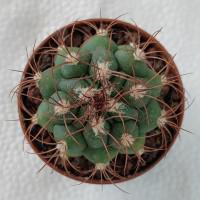 Интернет магазин кактусов и суккулентов кактуспозитив - Gymnocalycium saglionis GN 1095/4082 (Красная колючка)