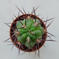 Интернет магазин кактусов и суккулентов кактуспозитив - Acanthocalycium munitum WR 772