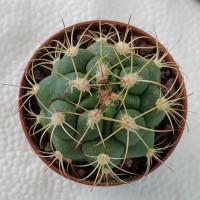 Интернет магазин кактусов и суккулентов кактуспозитив - Gymnocalycium saglionis GN 1095/4082 (Желтая колючка)