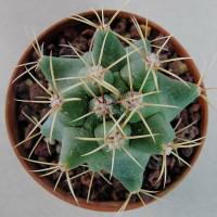 Интернет магазин кактусов и суккулентов кактуспозитив - Thelocactus buekii SB 973 