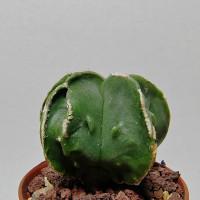 Интернет магазин кактусов и суккулентов кактуспозитив -  Astrophytum myriostigma 'Fukuryu Rokkotsu' (white rib)