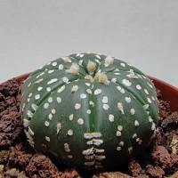 Интернет магазин кактусов и суккулентов кактуспозитив - Astrophytum asterias cv. 'Superkabuto'  