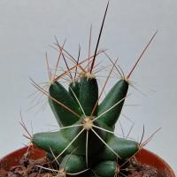 Интернет магазин кактусов и суккулентов кактуспозитив - Coryphantha runionii SB 855