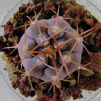 Интернет магазин кактусов и суккулентов кактуспозитив - Gymnocalycium acorrugatum DD 71