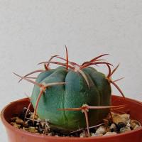 Интернет магазин кактусов и суккулентов кактуспозитив - Gymnocalycium carminanthum P 133