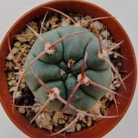 Интернет магазин кактусов и суккулентов кактуспозитив - Gymnocalycium carminanthum P 133