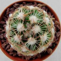 Интернет магазин кактусов и суккулентов кактуспозитив - Coryphantha neglecta CZ 053  