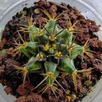 Интернет магазин кактусов и суккулентов кактуспозитив - Gymnocalycium friedrichii STO 1673