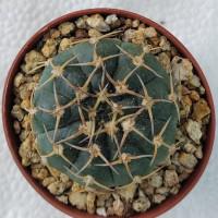 Интернет магазин кактусов и суккулентов кактуспозитив - Gymnocalycium riojense ssp.paucispinum 