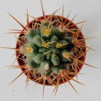 Интернет магазин кактусов и суккулентов кактуспозитив - Gymnocalycium neuhuberi GN 77