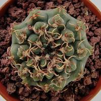 Интернет магазин кактусов и суккулентов кактуспозитив - Gymnocalycium quehlianum WP91-125