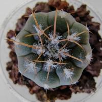 Интернет магазин кактусов и суккулентов кактуспозитив - Gymnocalycium spegazzinii v. punillense VG 370