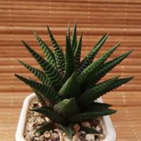 Интернет магазин кактусов и суккулентов кактуспозитив - Haworthia limifolia hybrid. Хавортия лимифолия