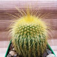 Интернет магазин кактусов и суккулентов кактуспозитив - Eriocactus leninghausii