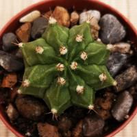 Интернет магазин кактусов и суккулентов кактуспозитив - Gymnocalycium mihanovichii  Гимнокалициум Михановича