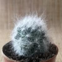 Интернет магазин кактусов и суккулентов кактуспозитив - Mammillaria glassii ssp. Ascensionis