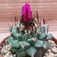 Интернет магазин кактусов и суккулентов кактуспозитив - Turbinicarpus alonsoi      