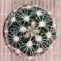 Интернет магазин кактусов и суккулентов кактуспозитив - Coryphantha echinus SB 391 